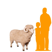 Merino Ram Life Size Statue