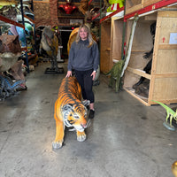 Crouching Bengal Tiger Life Size Statue