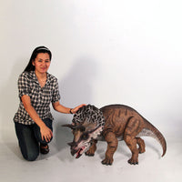 Baby Definitive Triceratops Dinosaur Statue