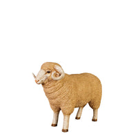 Baby Merino Ram Life Size Statue