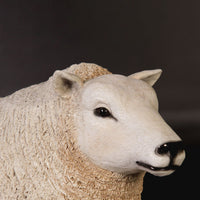 Texelaar Baby Sheep Laying Life Size Statue