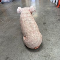 New Born Pig Sitting Life Size Statue