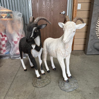 Cream Billy Goat Life Size Statue