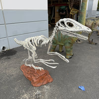 Deinonychus Dinosaur Skeleton Life Size Statue