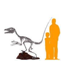 Deinonychus Dinosaur Skeleton Life Size Statue