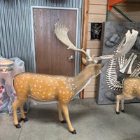 Buck Fallow Deer Life Size Statue