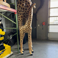 Giraffe Standing Life Size Statue