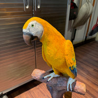 Blue Gold Macaw Parrot On Branch Life Size Statue