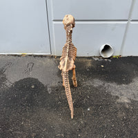 Baby T-Rex Dinosaur Skeleton Life Size Statue