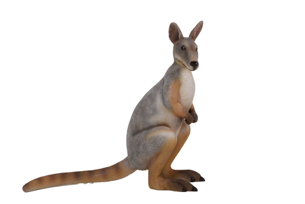 Pet Accessories – Wallaby Shop